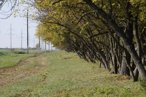 The Forest along the road in the fall. Yellowing leaves on the branches. Atyrau, Kazakhstan