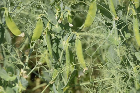 Growing peas in the field. Atyrau, Kazakhstan