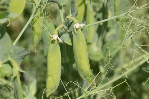 Green peas in the field. Atyrau, Kazakhstan