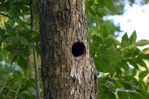 A hollow in the trunk of a tree. Atyrau, Kazakhstan