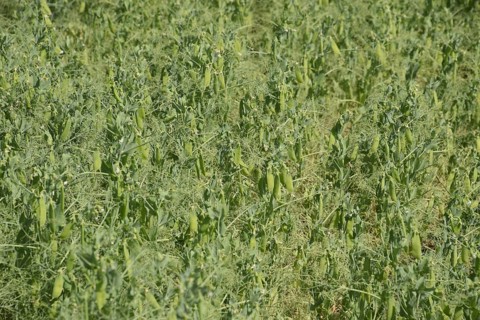Green peas in the field. Atyrau, Kazakhstan