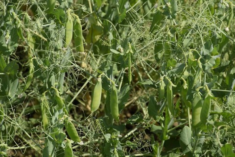 Green peas in the field. Atyrau, Kazakhstan