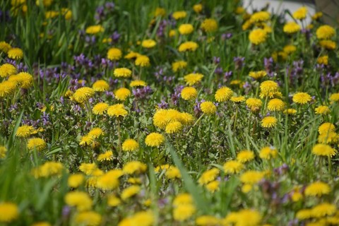 Flowering dandelions in the clearing. Atyrau, Kazakhstan