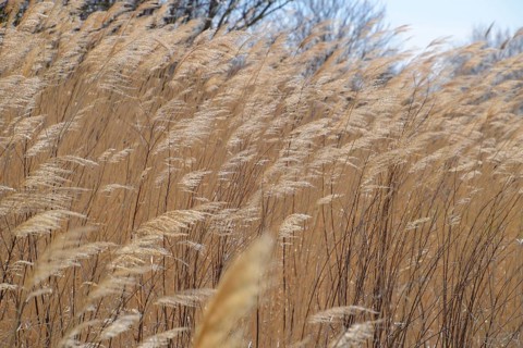 Dry panicle reed. Propagation by seed cane. Atyrau, Kazakhstan