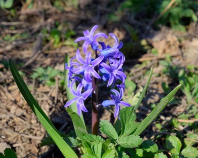 Hyacinth blooms in the garden. Atyrau, Kazakhstan