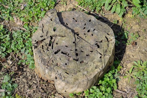 An old stump, eaten by larvae of a beetle lumberjack. Atyrau, Kazakhstan