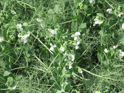 Blooming peas in the field. Atyrau, Kazakhstan