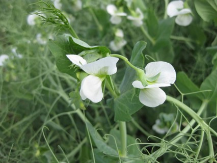 Blooming peas in the field. Atyrau, Kazakhstan