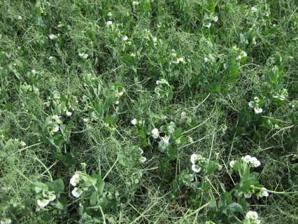 Blooming peas in the field. Atyrau, Kazakhstan