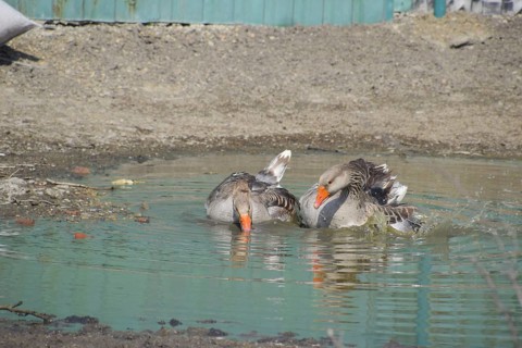 The gray goose is domestic. Atyrau, Kazakhstan
