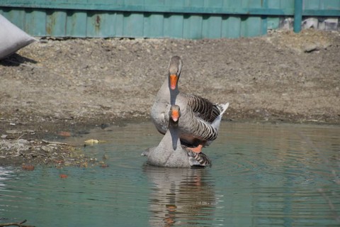 The gray goose is domestic. Atyrau, Kazakhstan