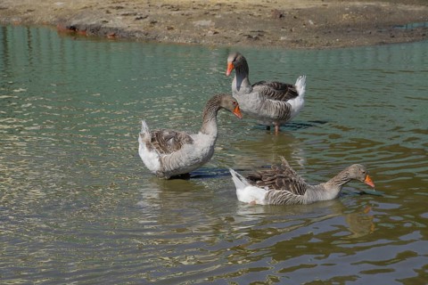 The gray goose is domestic. Atyrau, Kazakhstan