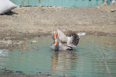 The gray goose is domestic. Atyrau, Kazakhstan