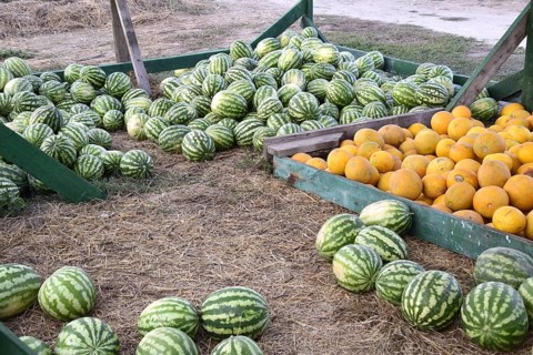 Collected in a pile of melons and watermelons. Atyrau, Kazakhstan