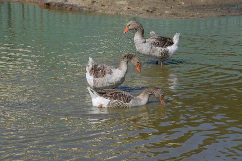 The gray goose is domestic. Homemade gray goose. Atyrau, Kazakhstan