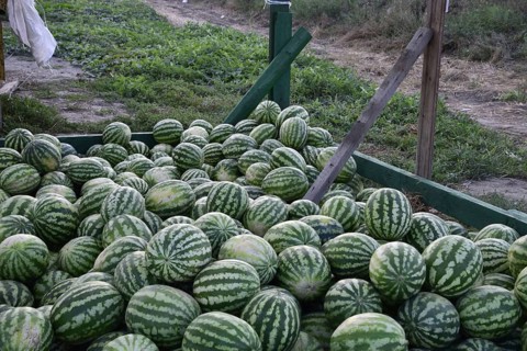 Collected in a pile of melons and watermelons. Atyrau, Kazakhstan