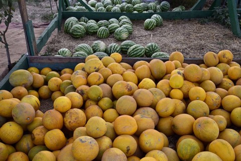 Collected in a pile of melons and watermelons. Atyrau, Kazakhstan