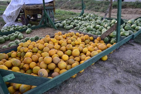Collected in a pile of melons and watermelons. Atyrau, Kazakhstan