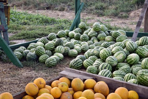 Collected in a pile of melons and watermelons. Atyrau, Kazakhstan