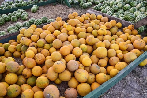 Collected in a pile of melons and watermelons. Atyrau, Kazakhstan