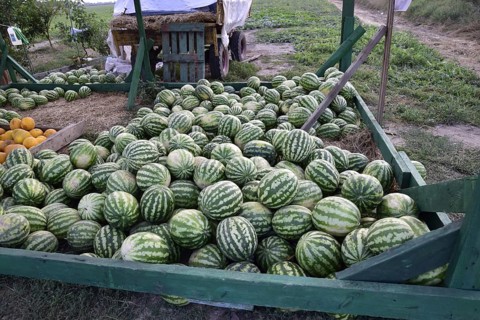 Collected in a pile of melons and watermelons. Atyrau, Kazakhstan