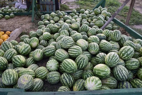 Collected in a pile of melons and watermelons. Atyrau, Kazakhstan