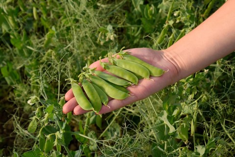 Green peas. Pods of peas. Pea field Atyrau, Kazakhstan