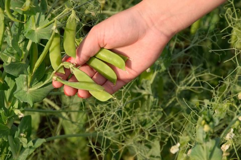 Green peas. Pods of peas. Atyrau, Kazakhstan