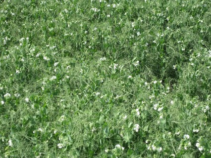 Blooming peas in the field. Atyrau, Kazakhstan