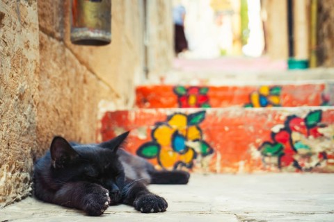 Cut Black cat lying near colorful painted stairs in historic alley of Mardin old town, Turkey,