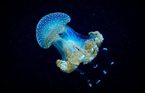 Blue Transparent Jellyfish With Dangerous Tentacles Floats Through Water
