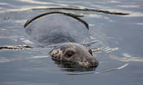 Male Of A Harbor Seal (Phoca Vitulina) Swims In The Water Of Gairloch Harbor In Scotland, United