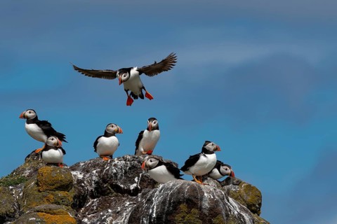 Group Of Seabird Species Atlantic Puffin (Fratercula arctica) On The Isle Of May In The Firth Of