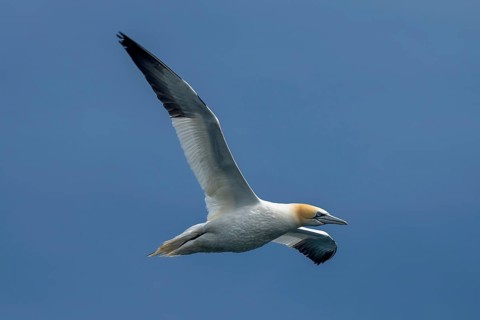 Flying Seabird Northern Gannet (Morus Bassanus) On Island Bass Rock In The Atlantic Ocean Of Firth