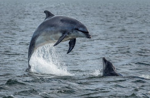 Wild Bottlenose Dolphins (Delphinus Truncatus) Jumping Out Of Ocean Water At The Moray Firth Near