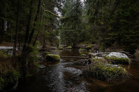 River Kamp Flows Through Valley With Forest And Mossy Boulders In Lower Austria (Waldviertel) In