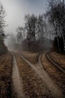 Gravel Road Junction in Misty Forest Landscape In The Danube Wetlands National Park, Austria