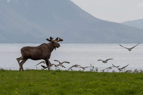 Single Moose Bull And Grey Geese At Fjord Coast On Andoya Island Of Lofoten In Norway