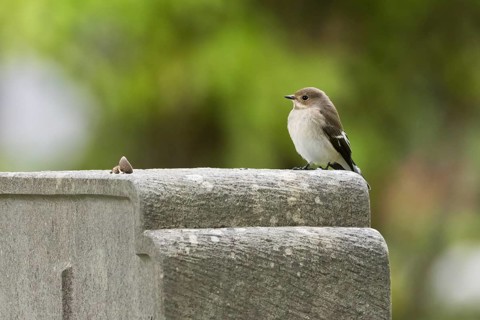 A pied flycatcher (Ficedula hypoleuca), female, sitting quietly on a gravestone with a green