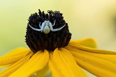 A Goldenrod crab spider (Misumena vatia) sits on the blossom of a yellow flower, yellow coneflower
