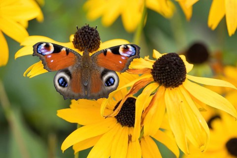 A peacock butterfly (Aglais io) sitting on a yellow flower, yellow coneflower (Echinacea paradoxa),