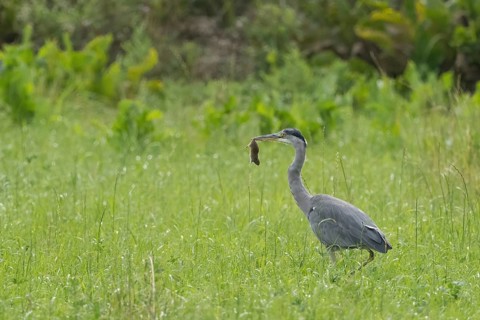 A grey heron (Ardea cinerea) stands in a meadow and holds a mouse in its beak, Hesse, Germany