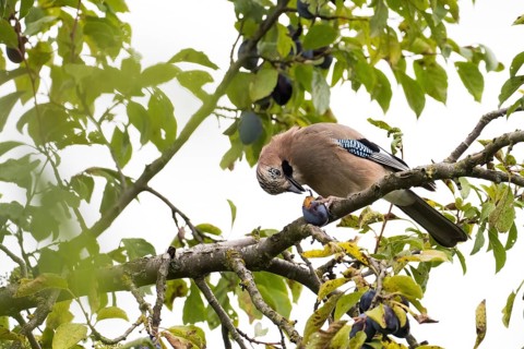 A jay (Garrulus Glandarius) sitting on a branch of a plum tree, eating plum surrounded by leaves