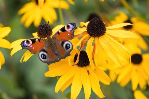 A peacock butterfly (Aglais io) sitting on a yellow flower, yellow coneflower (Echinacea paradoxa),