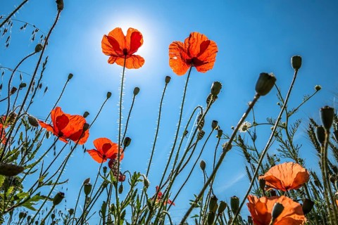 View Up In A Natural Flower Meadow With Red Poppy And Bright Sun, Austria