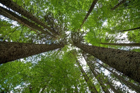 View Up Into Conifer Tree Crowns (Pinus Sylvestris) Of An Old Forest In Austria