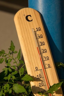 Thermometer With Green Plant At Summer Heat Weather