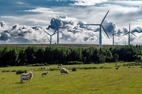 Rural Farmland Landscape With Sheep And Rotating Wind Turbines For Renewable Energy Production In