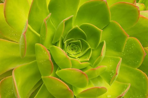 Detail Of A Fresh Green Succulent Plant With Pure Raindrops On Its Colorful Leaves, Scotland,