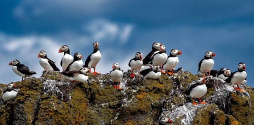 Group Of Seabird Species Atlantic Puffin (Fratercula arctica) On The Isle Of May In The Firth Of